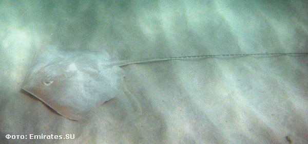 Фотография сделана в акватории одного из эмиратских отелей. Скат на глубине 1.8 метра