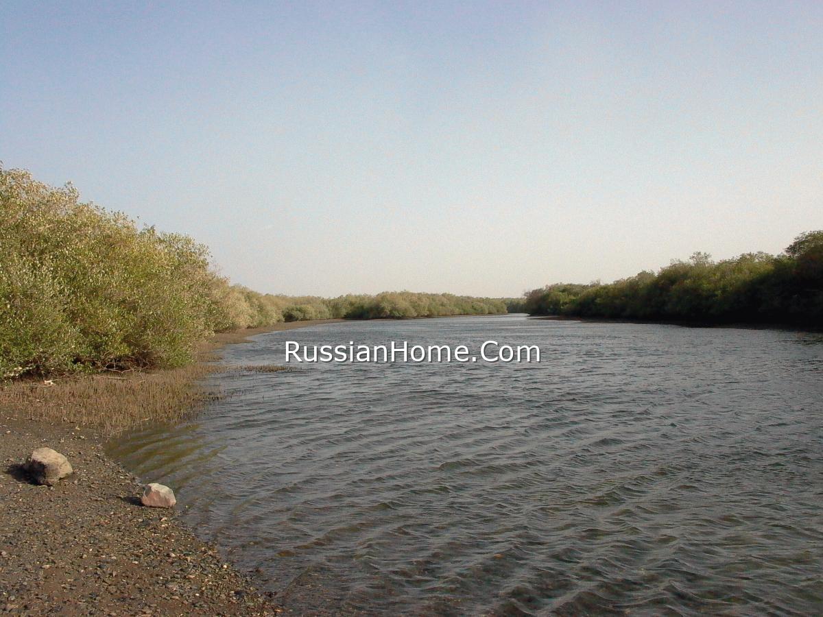 Это не река и не ивы, а мангровый лес и море в Кальбе
